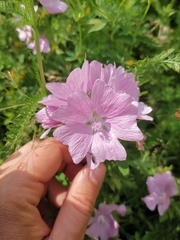 Malva