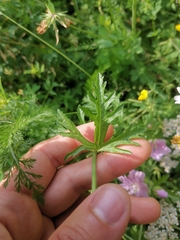 Malva