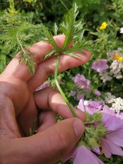 Malva