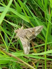Autographa gamma