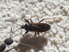 Eremocoris fenestratus