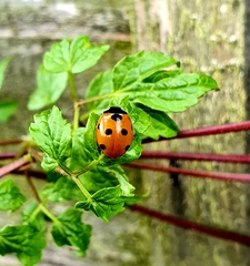 Coccinella septempunctata