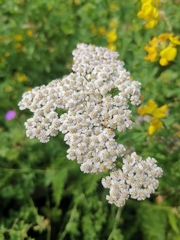 Achillea millefolium