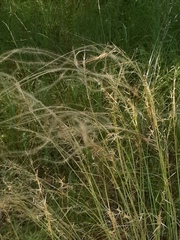 Stipa borysthenica