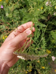 Achillea millefolium