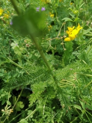 Achillea millefolium