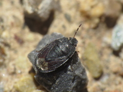 Ochetostethus