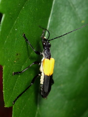 Chauliognathus terminalis