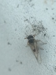 Chionomus dissipatus