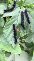 Aglais io