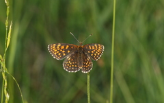 Melitaea diamina
