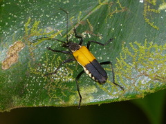 Chauliognathus terminalis