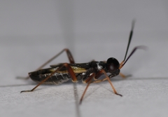 Globiceps flavomaculatus