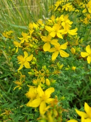 Hypericum perforatum