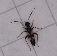 Globiceps flavomaculatus