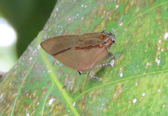 Lamprospilus collucia