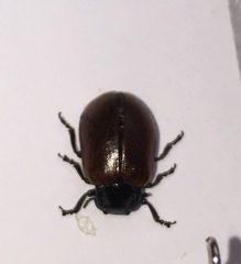 Chrysolina polita
