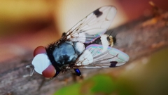 Sphenometopa fastuosa