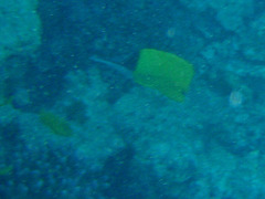 Forcipiger longirostris