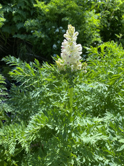 Corydalis caseana brachycarpa