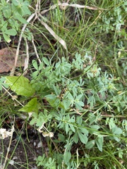 Amblyteles armatorius