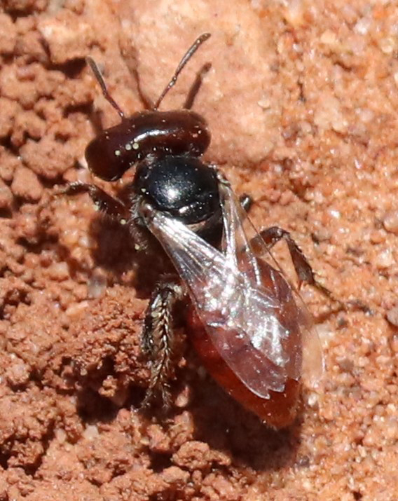 Macrotera texana