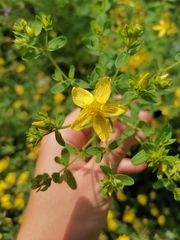 Hypericum perforatum