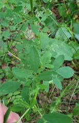 Melilotus albus