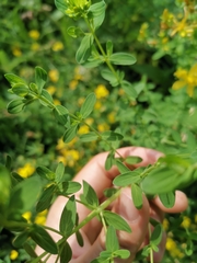 Hypericum perforatum
