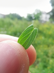Hypericum perforatum