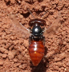 Macrotera