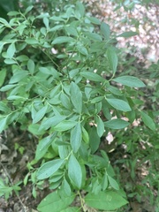 Vaccinium tenellum
