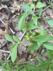 Vaccinium tenellum