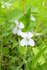Viola pumila