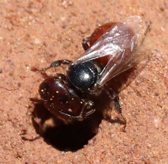 Macrotera