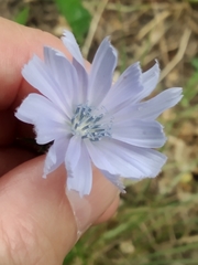 Cichorium intybus