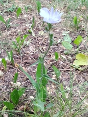 Cichorium intybus