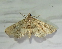 Anageshna