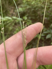 Carex atlantica