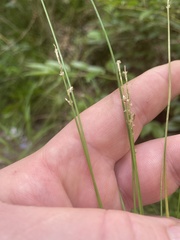 Carex atlantica