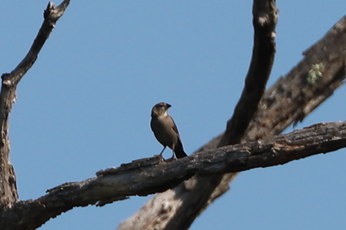 Brown-headed Cowbird photographed in Connecticut
