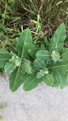 Asclepias syriaca