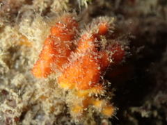 Stelligera montagui