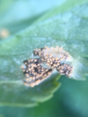 Puccinia smyrnii