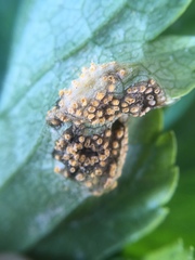 Puccinia smyrnii