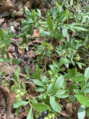 Vaccinium tenellum