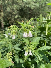 Symphytum officinale