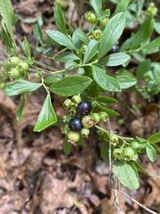 Vaccinium tenellum