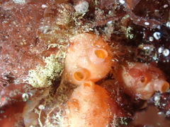 Dendrodoa grossularia