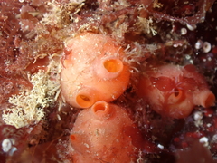 Dendrodoa grossularia